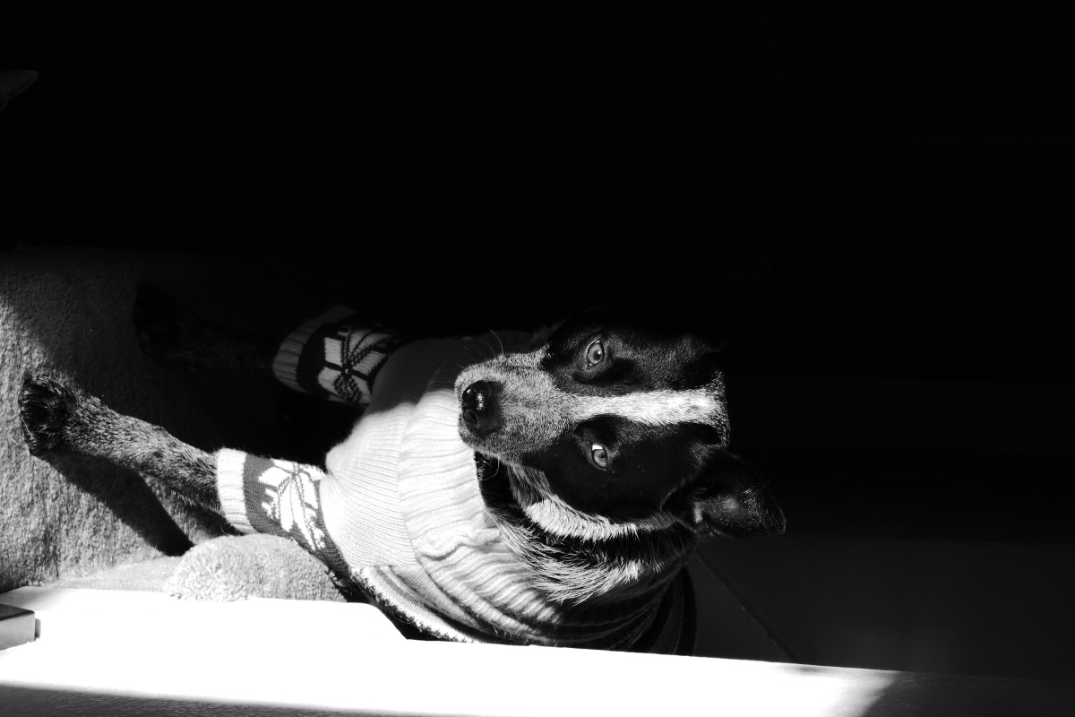 Picture of a dog in a sweater