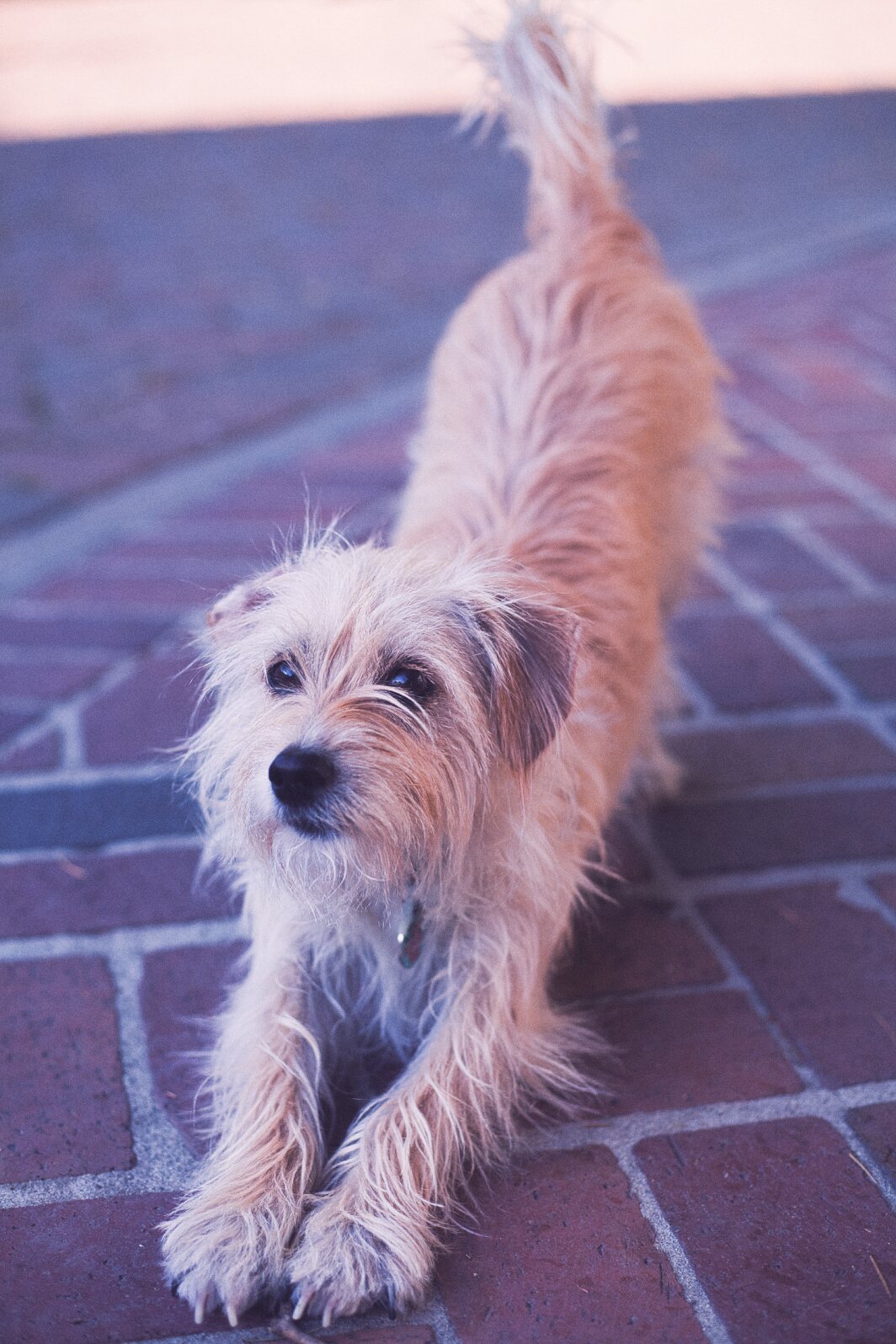 Morty